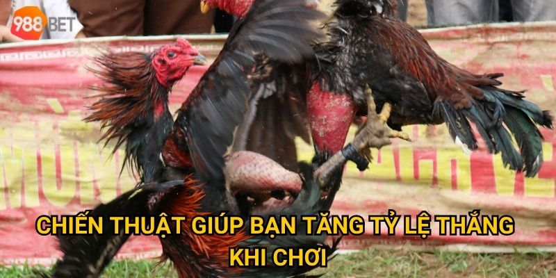 Làm sao để thắng lớn khi chơi đá gà online tại 988Bet? 3 Chiến thuật giúp bạn tăng tỷ lệ thắng khi chơi